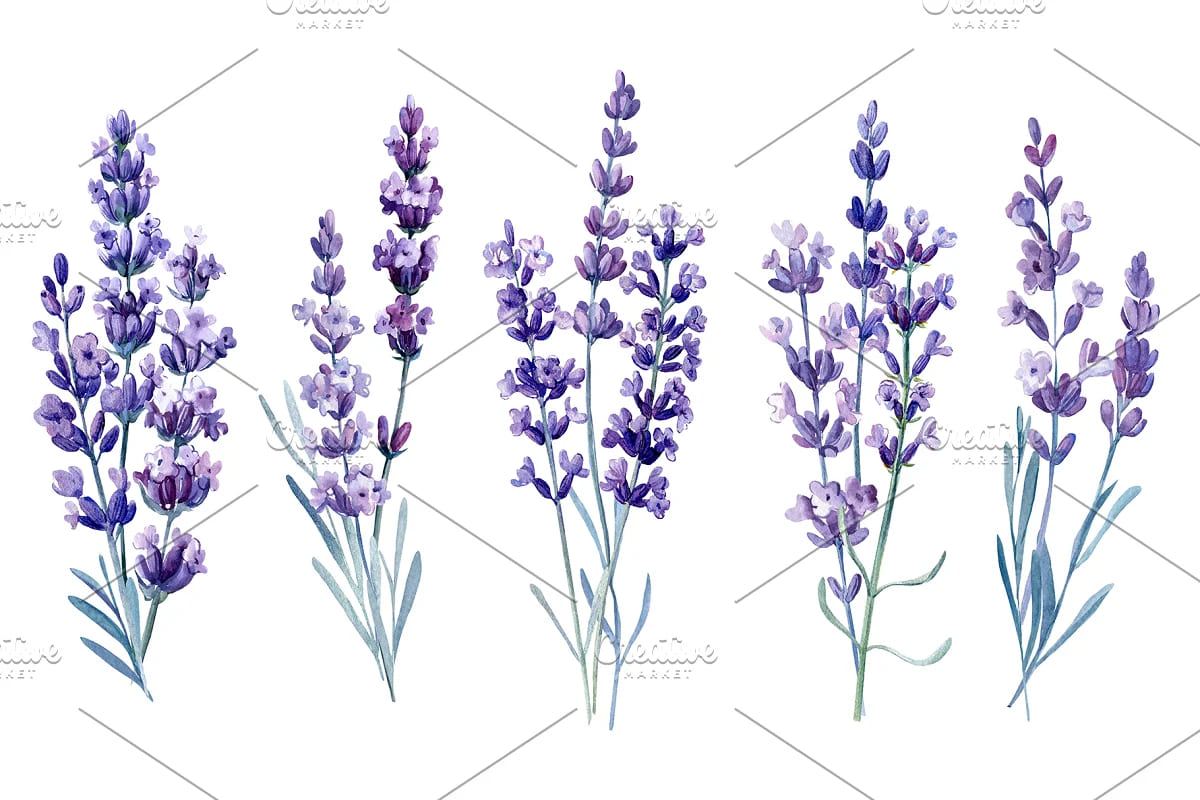 lavender flowers watercolor, lavender shoots.