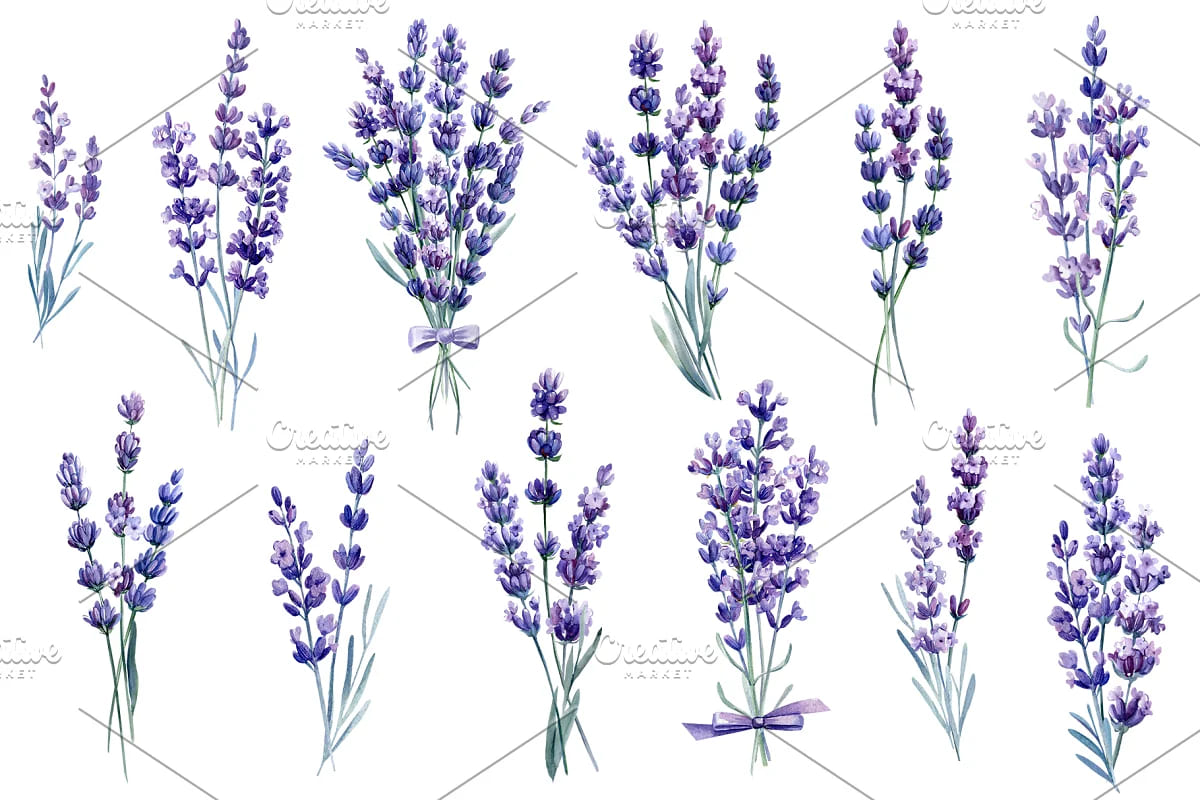lavender flowers watercolor bouquets.