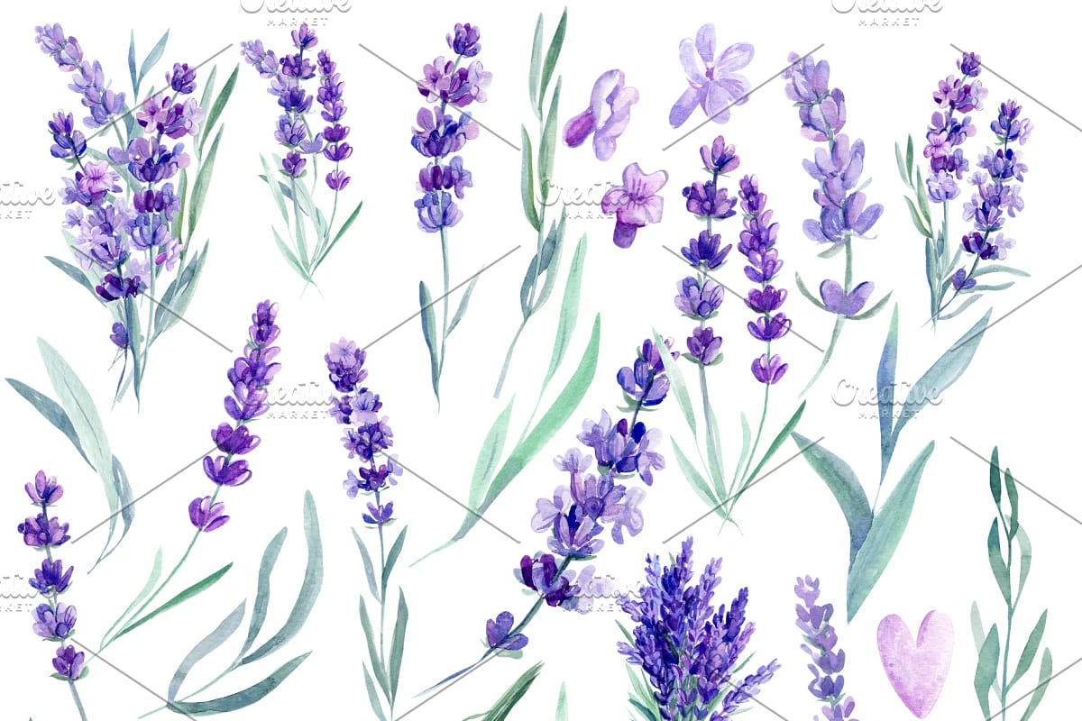 lavender watercolor floral design.