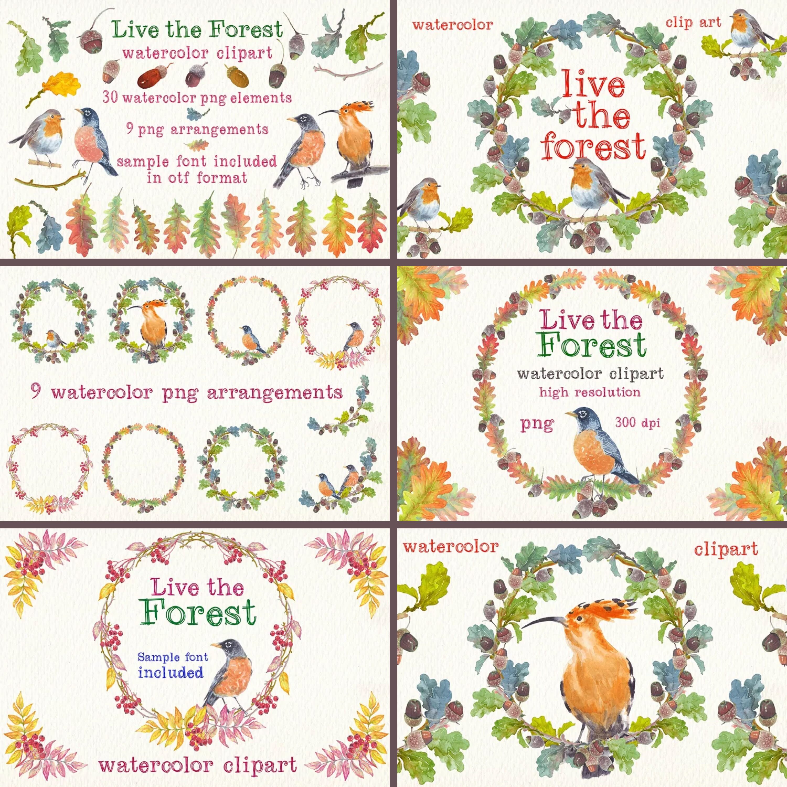 live the forest watercolor clipart set. birds leaves font.