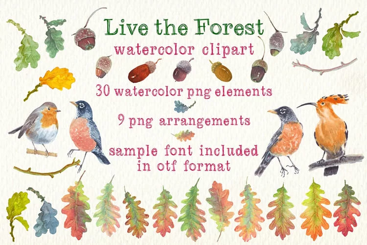 live the forest watercolor clipart set. birds leaves font, elements.