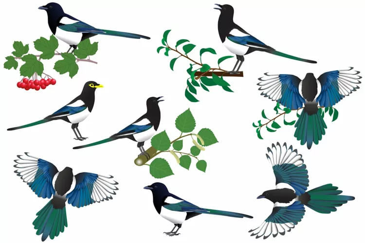 magpie pattern for print.