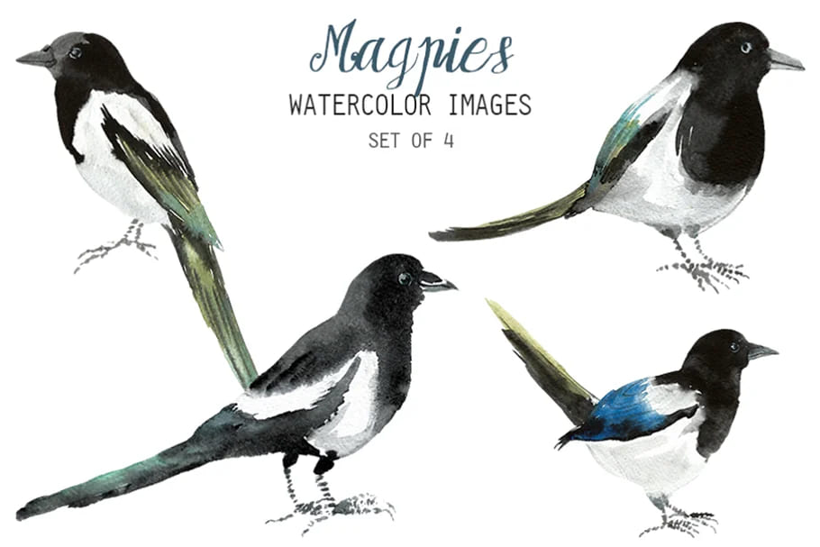 magpies clipart.