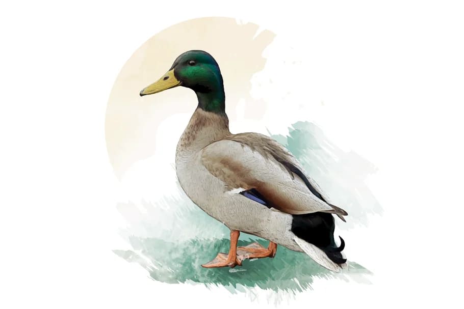 mallard duck illustration for print.