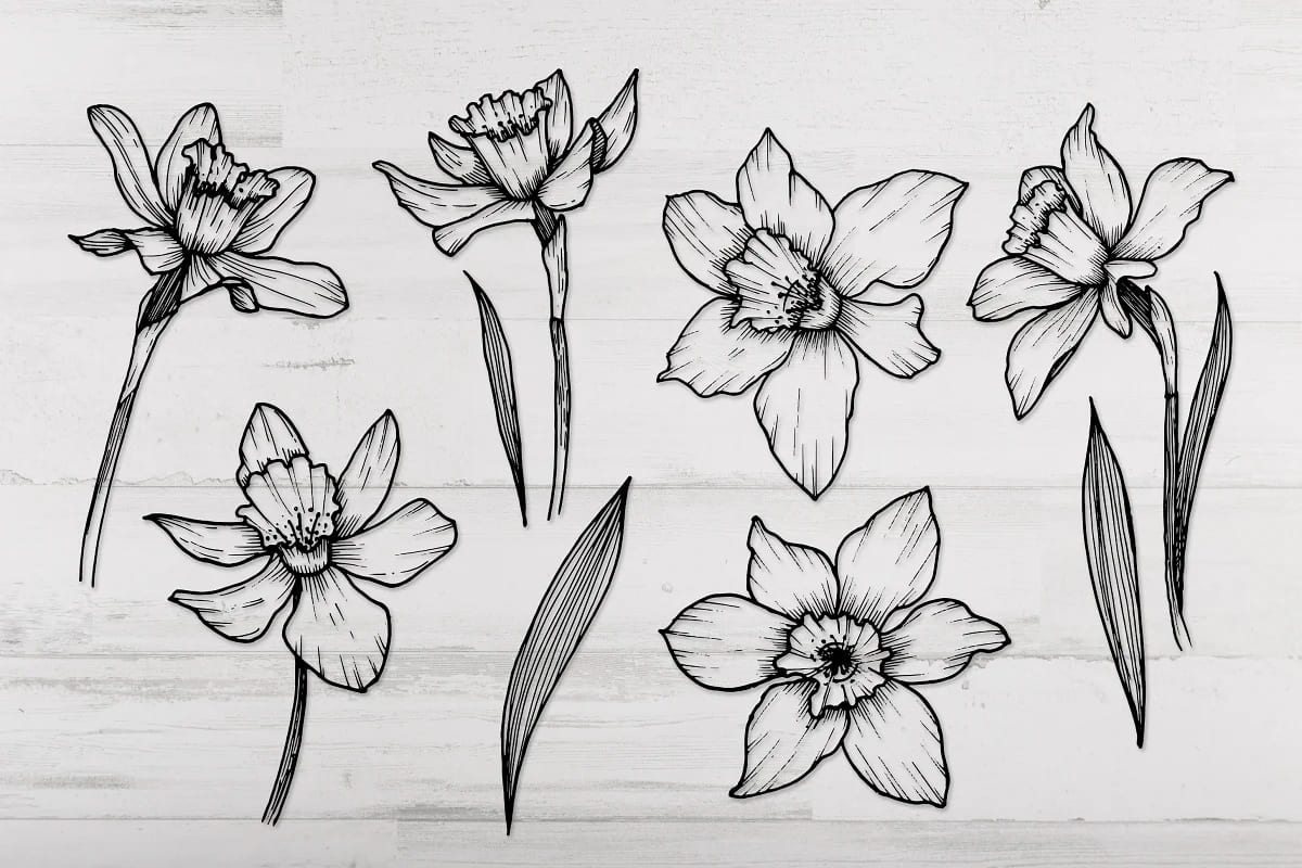 narcissus line art flowers black and white graphics.