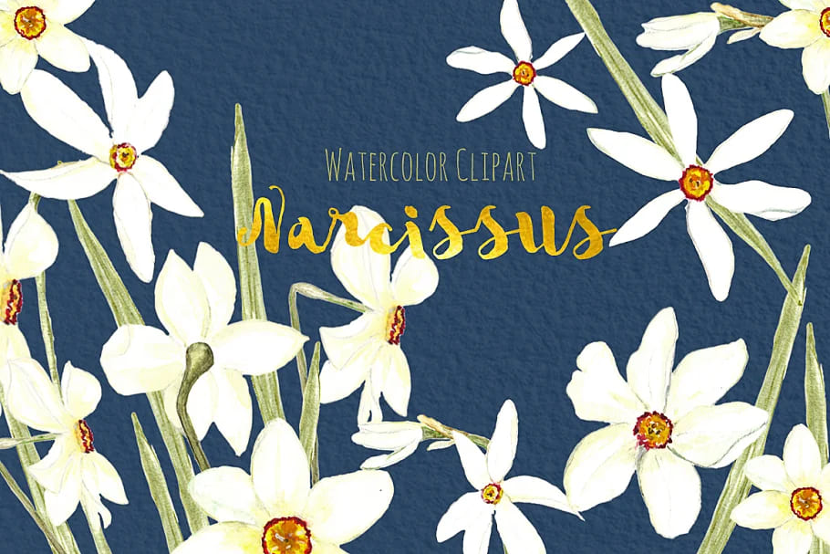 Narcissus. Watercolor Clipart facebook image.