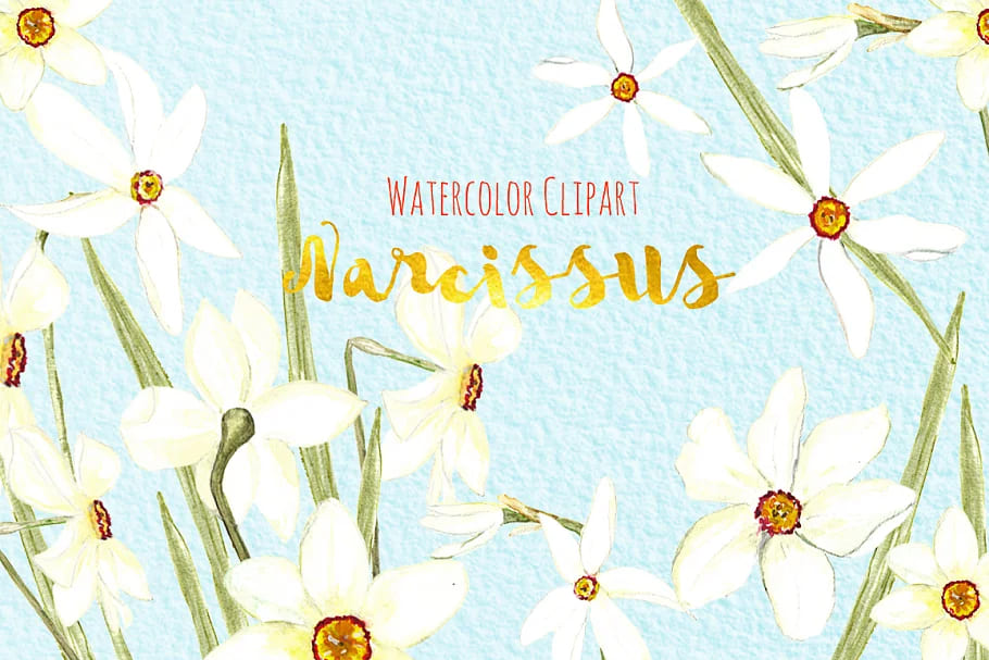 narcissus watercolor clipart hand drawn illustrations.