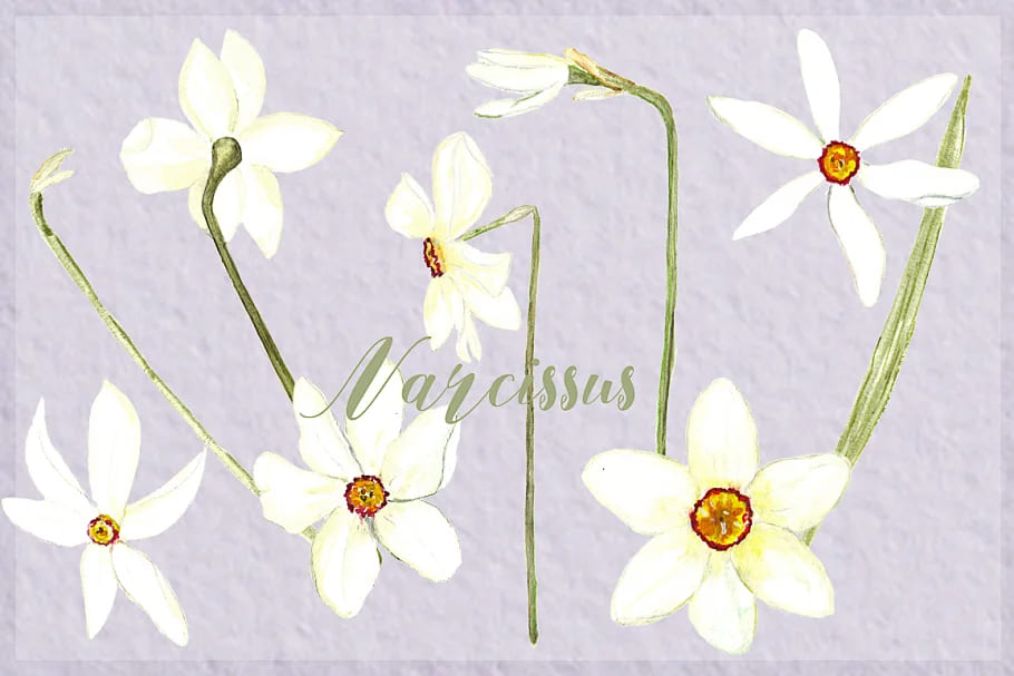 narcissus watercolor clipart, for your spring design.