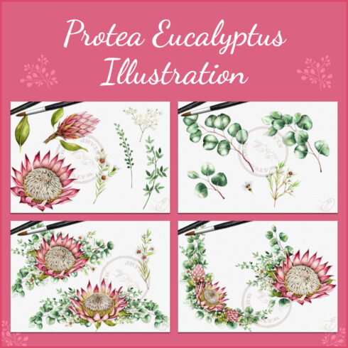 Prints of protea eucalyptus illustration.