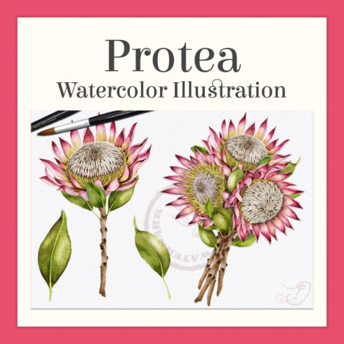 Prints of protea watercolor illustration.