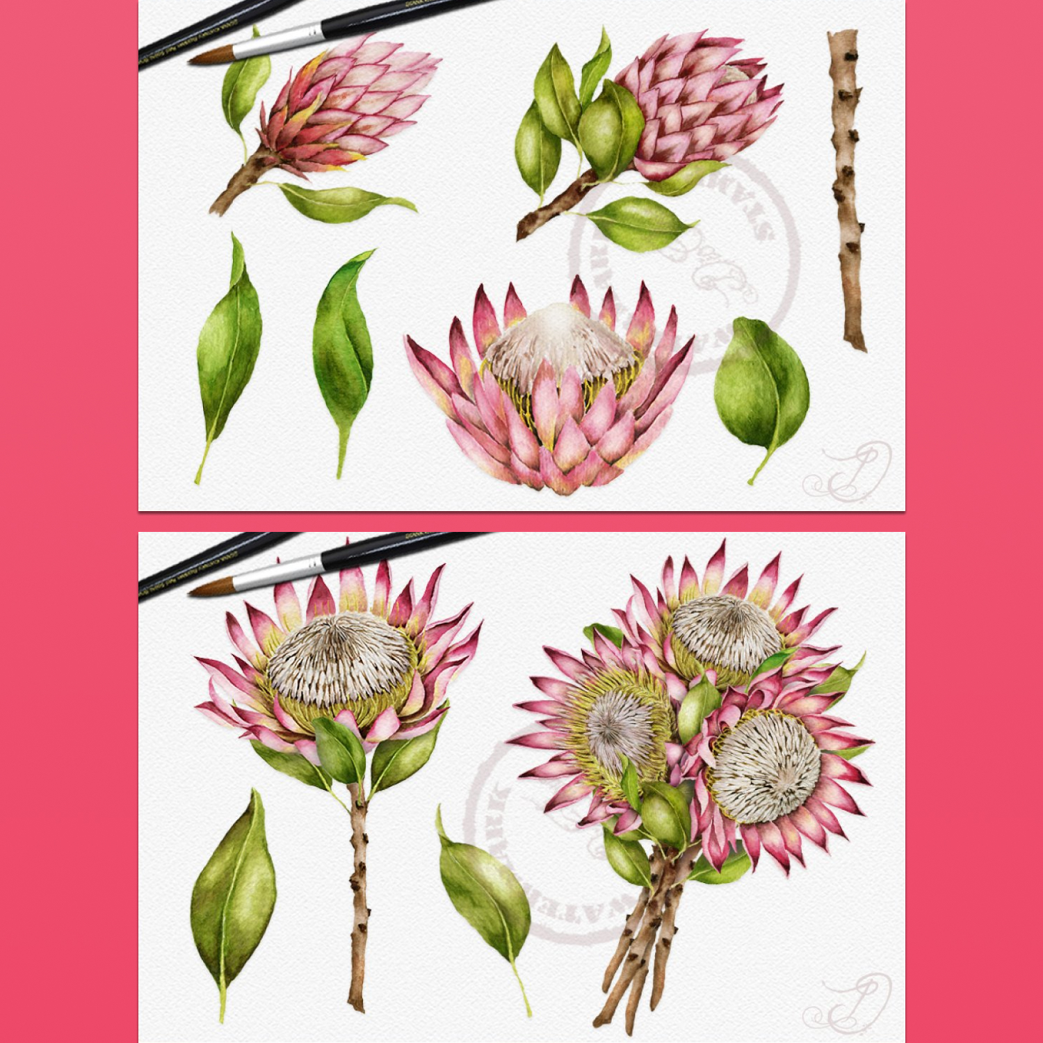 Protea watercolor illustration preview.