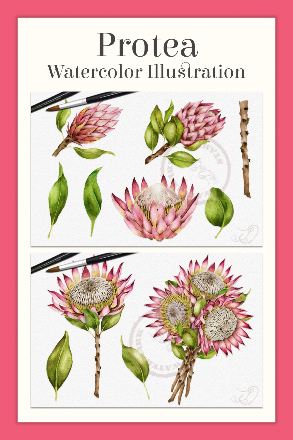 Protea watercolor illustration of pinterest.