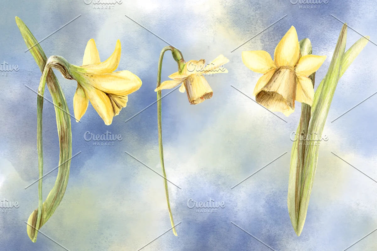spring blossom watercolor flowers narcissus.