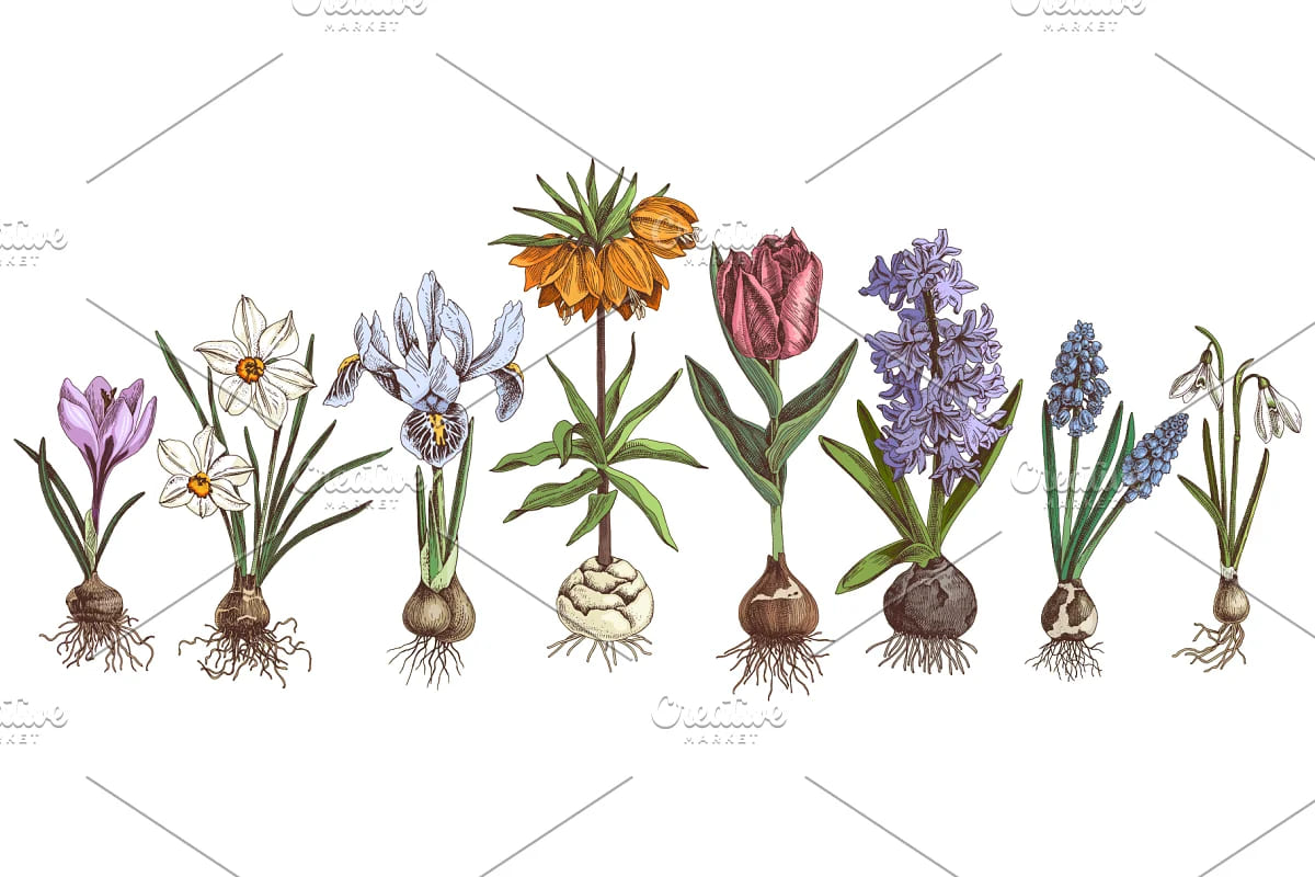 spring bulbous flowers illustrations.