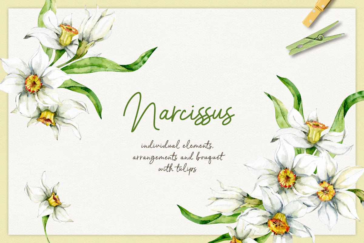 spring flowers narcissus graphics.