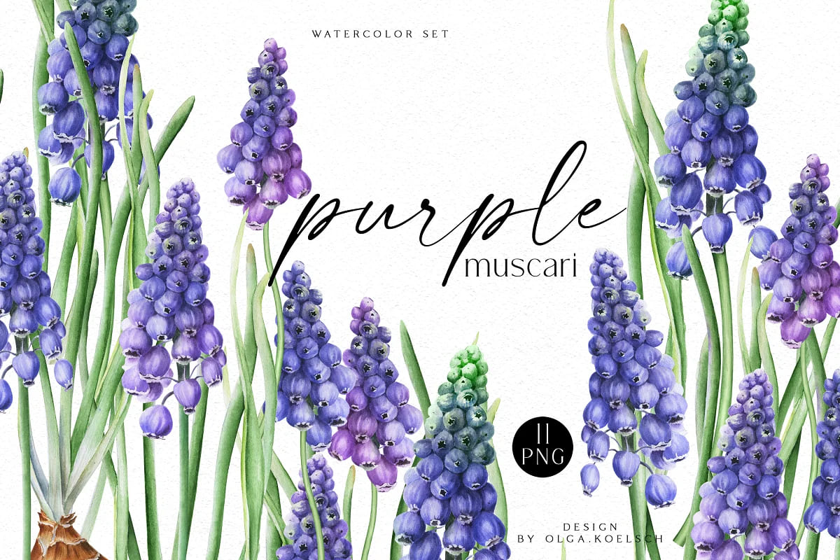 spring flowers bundle, purple muscari set.