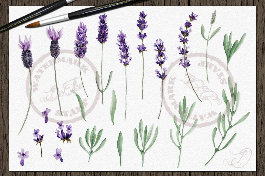 vintage lavender watercolor clipart, flower elements.