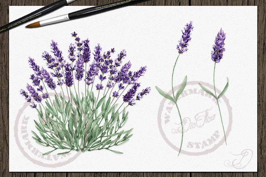 vintage lavender watercolor clipart, botanic art.
