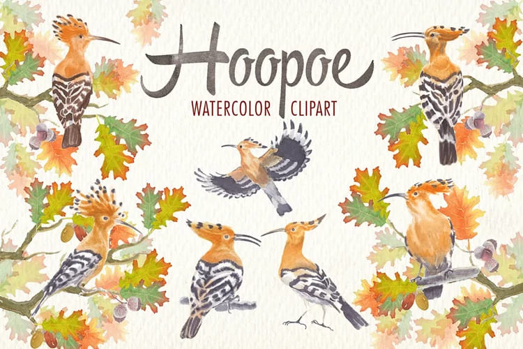 watercolor hoopoe bird clipart set.