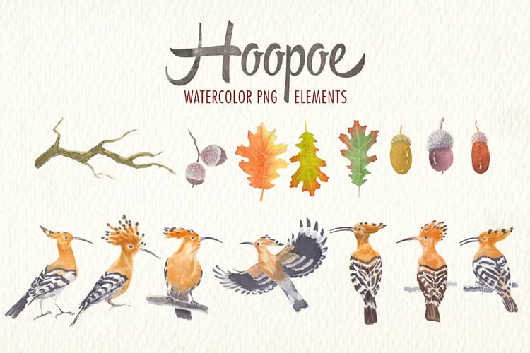 watercolor hoopoe bird illustrations.