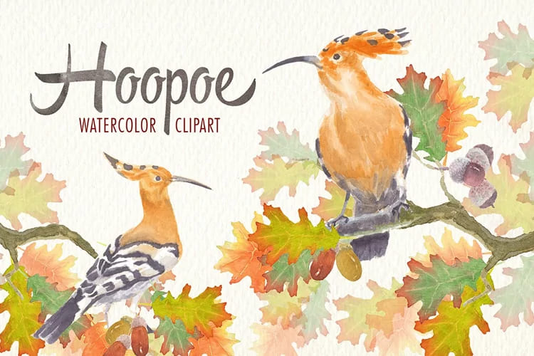 watercolor hoopoe bird clipart collection.