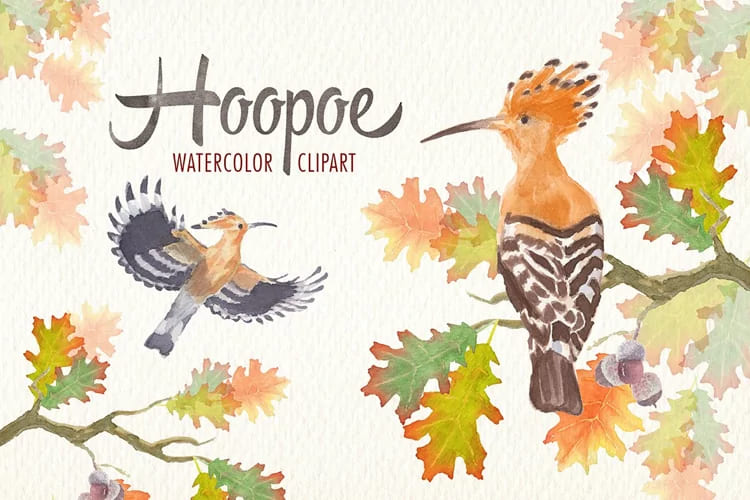 watercolor hoopoe bird graphics.