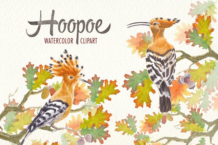 watercolor hoopoe bird clipart pack.