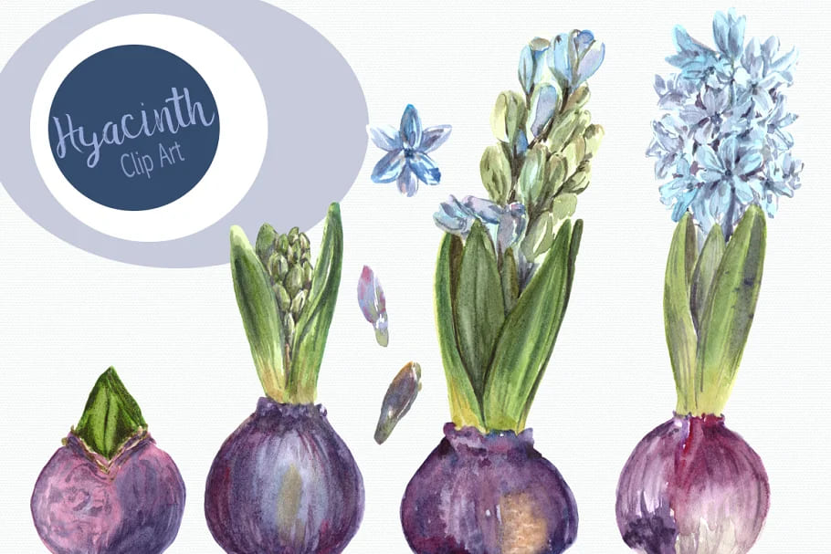 Watercolor Hyacinth Clip Art Set facebook image.