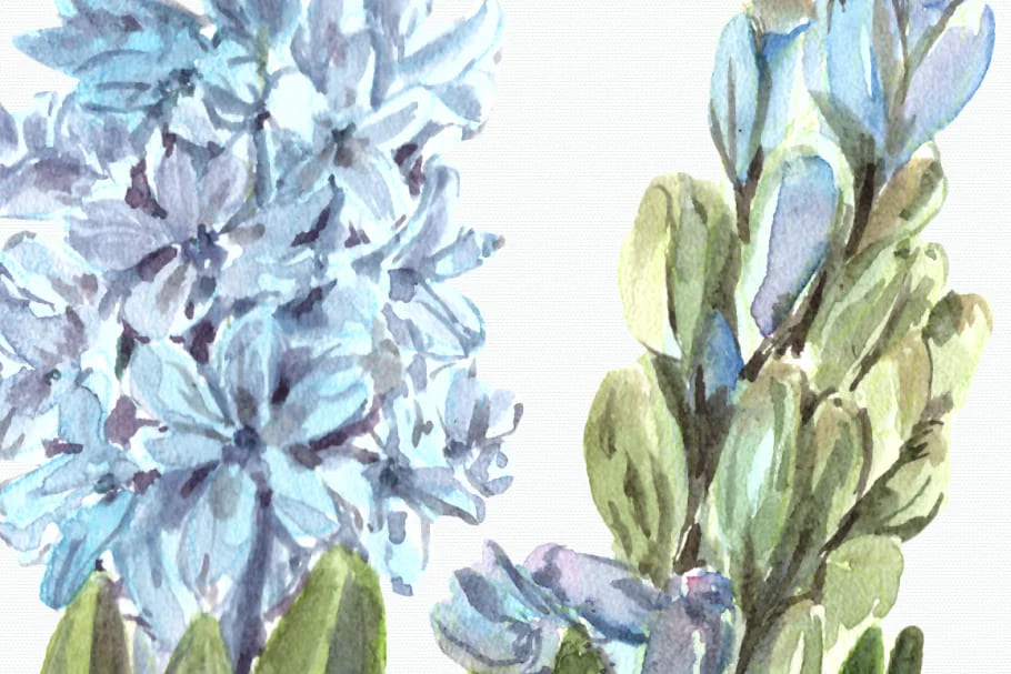 watercolor hyacinth clipart collection.