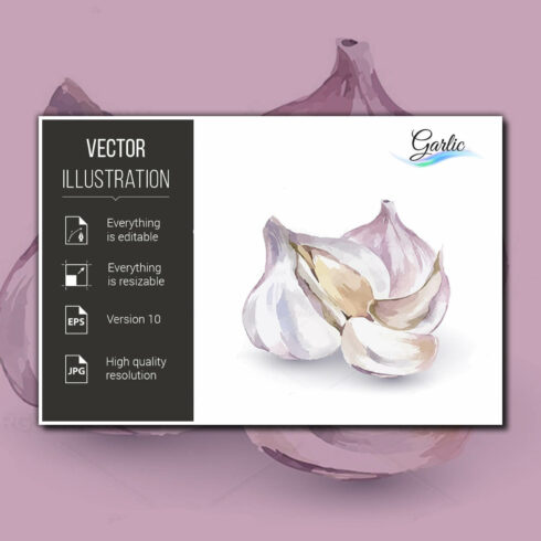 The image of garlic of different sizes is drawn in watercolor.