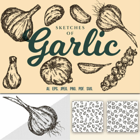 Sketches of garlic.
