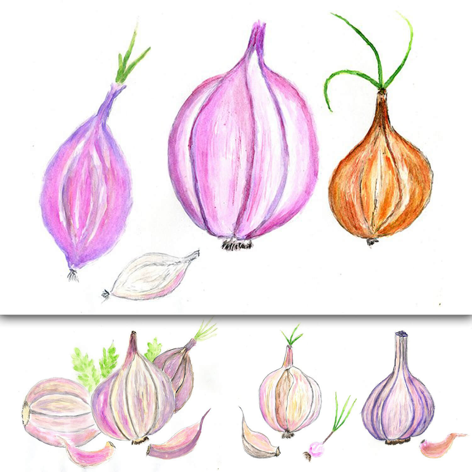 Fresh Garlic Drawing.