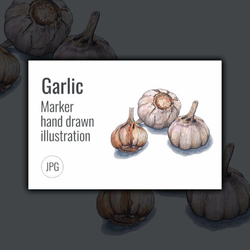Illustration of garlic marker hand drawn.