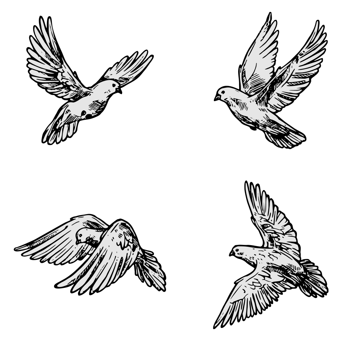 Set of four black and white birds flying.