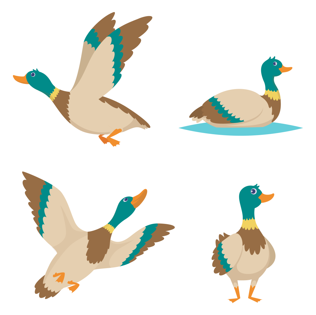 Set of four ducks flying in the air.