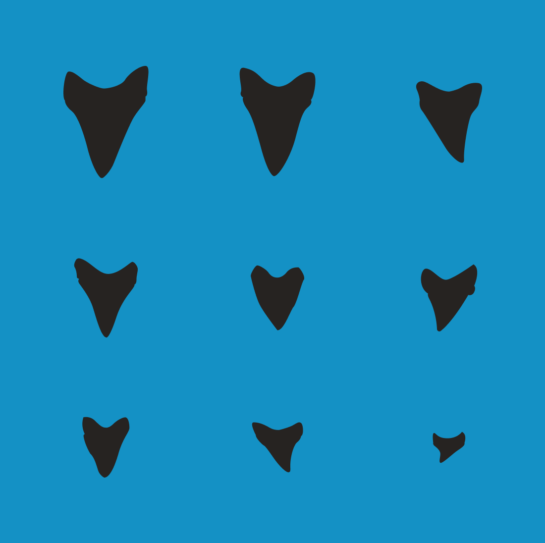 Nine black shark teeth from large to small on a blue background.