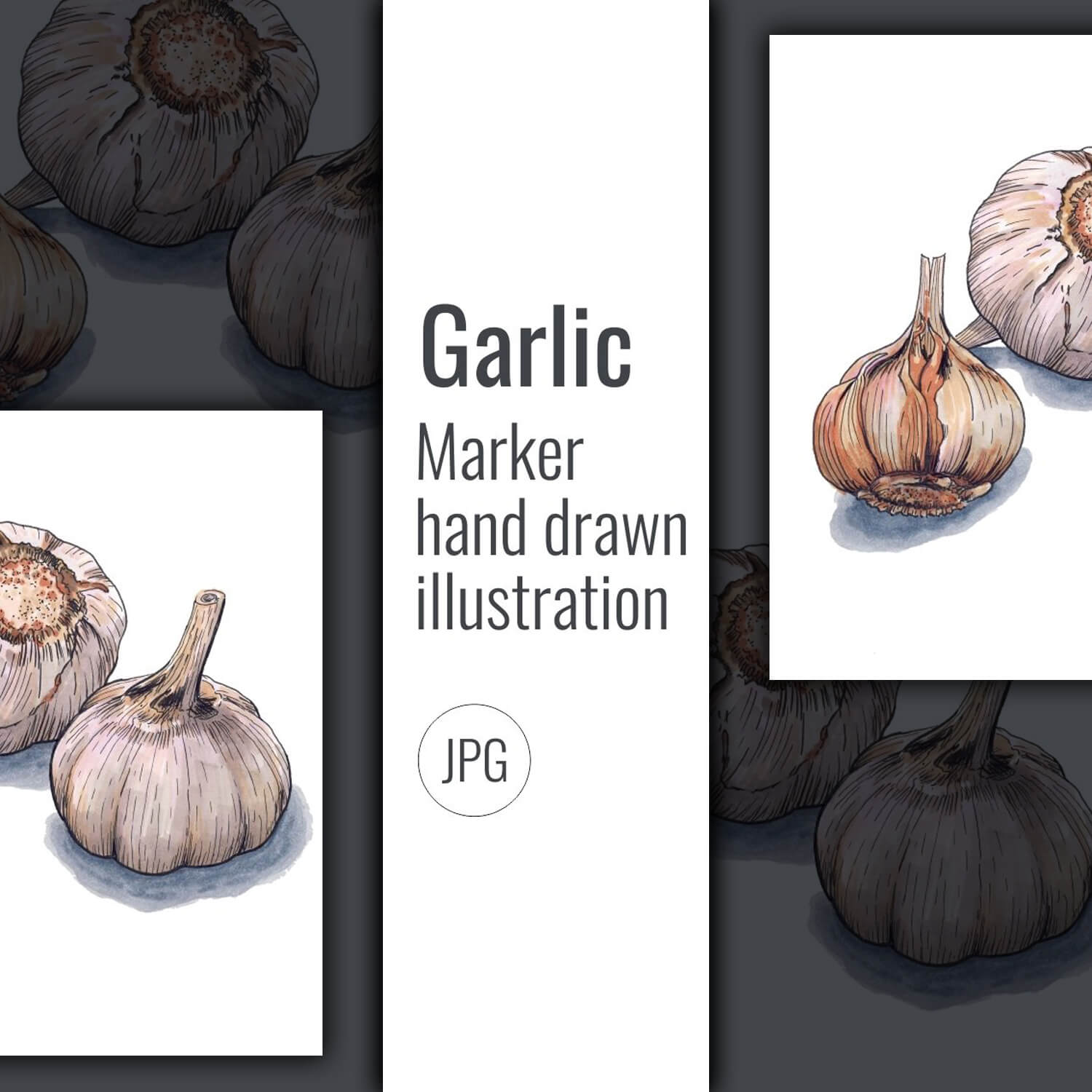 Illustration depicting heads of garlic.