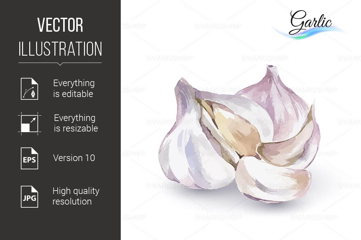 The image of garlic is drawn in watercolor.