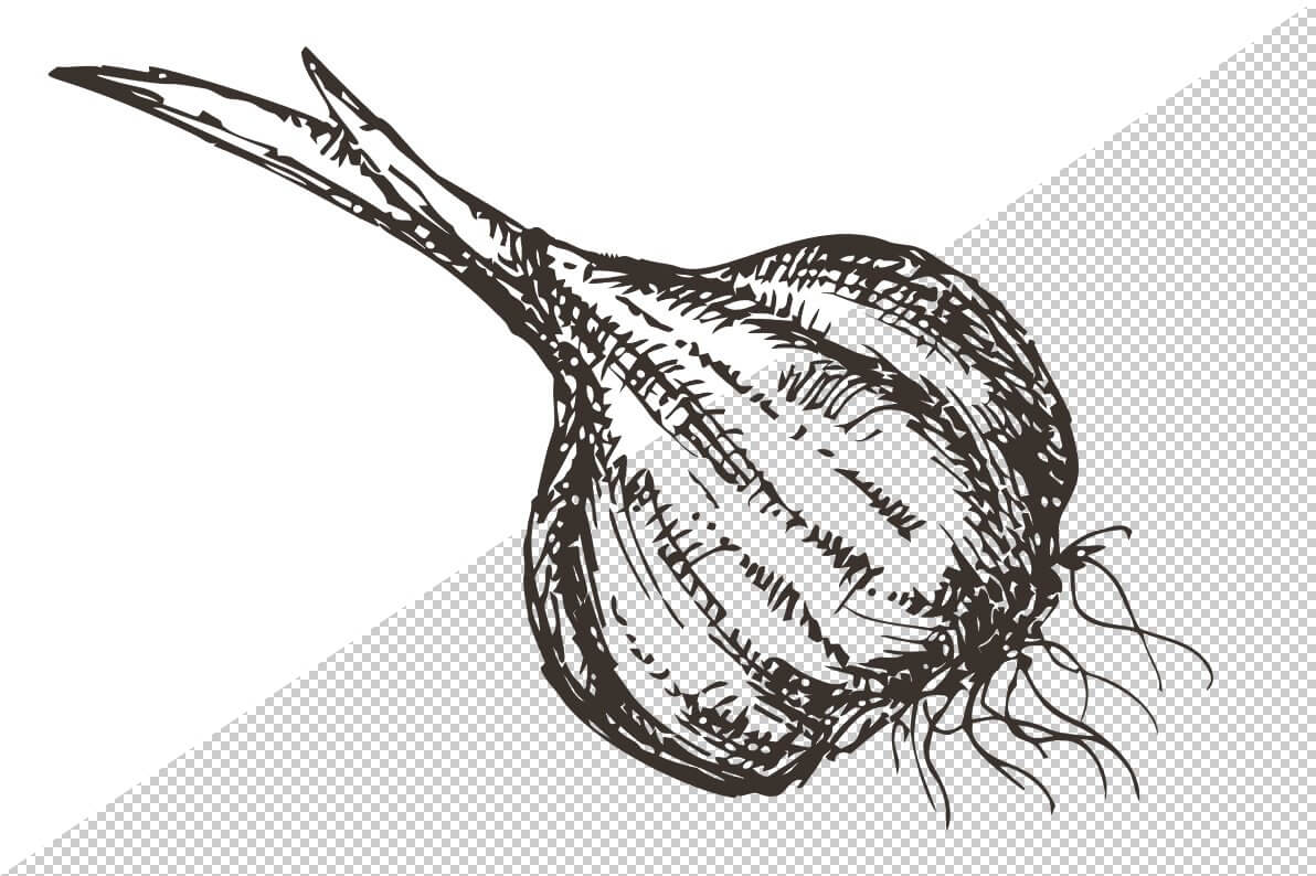 Sketches of onions with roots and leaves.