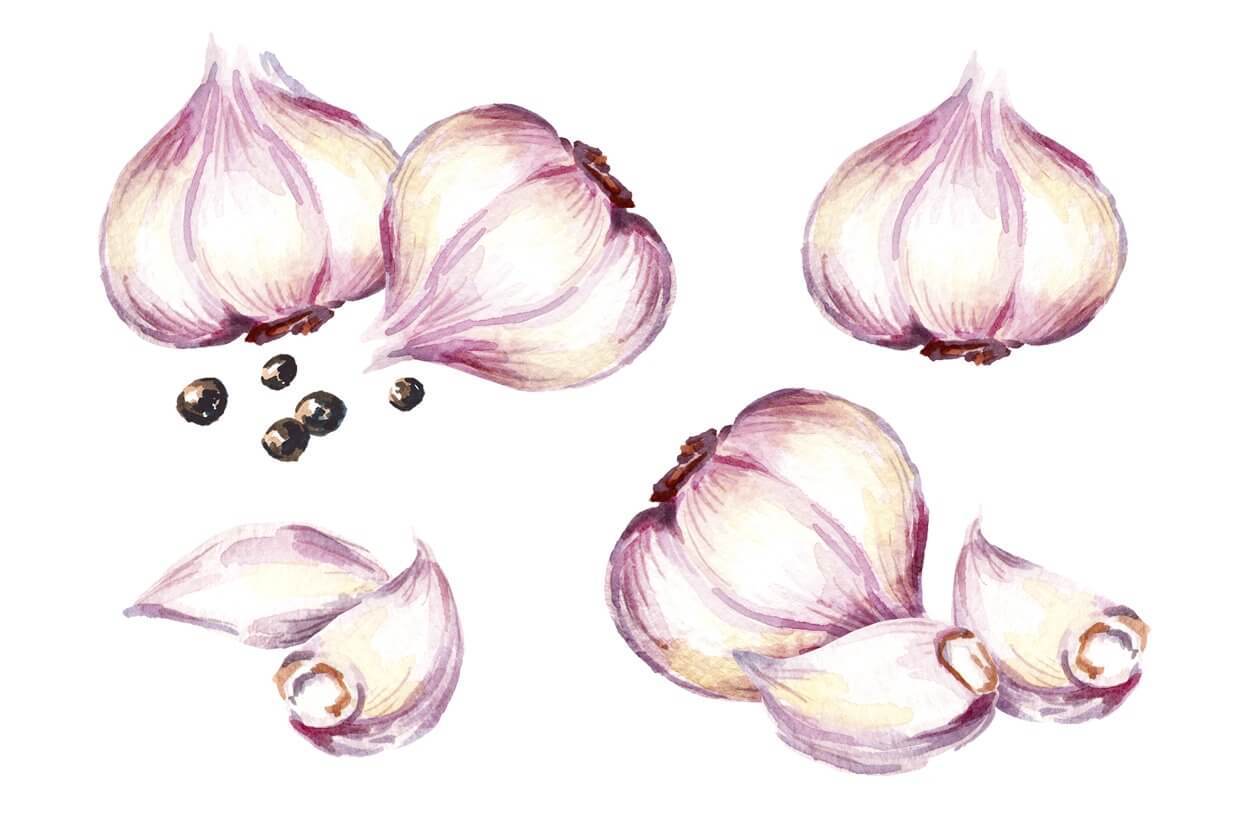 A slice of garlic and a whole garlic are drawn in detail.
