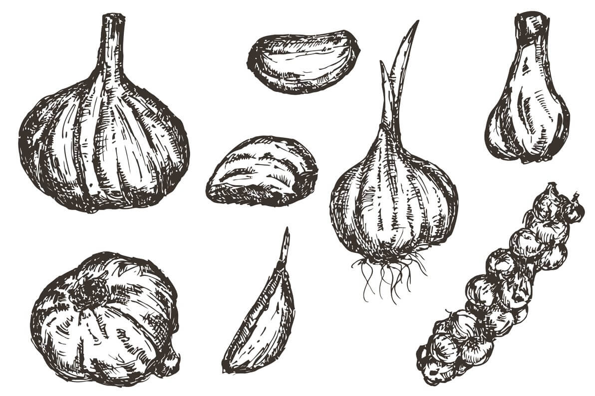 Sketches of garlic and onions in different positions.