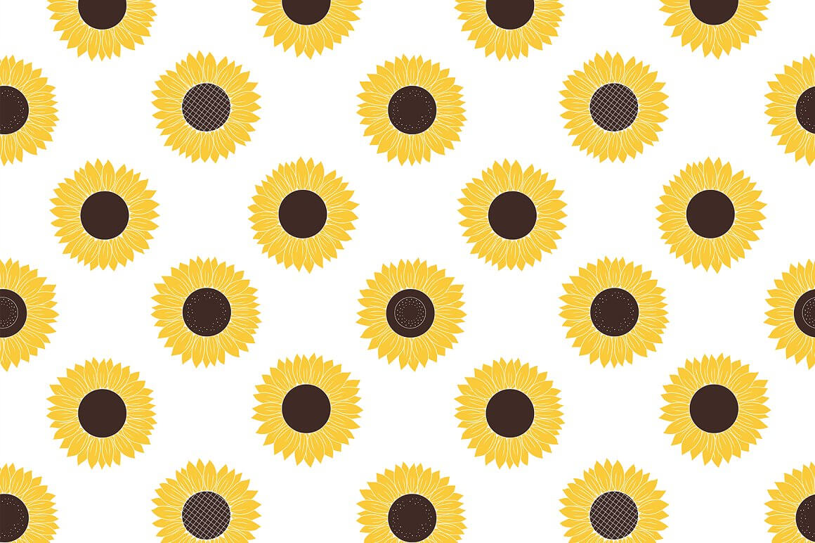 Sunflowers with many petals on a white background.