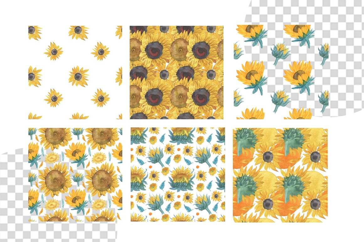 Sunflowers in various compositions on white and transparent backgrounds.