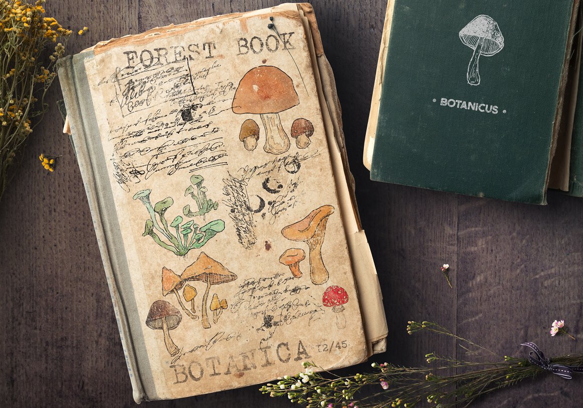 2 1 6Pictures with mushrooms on a notebook.6