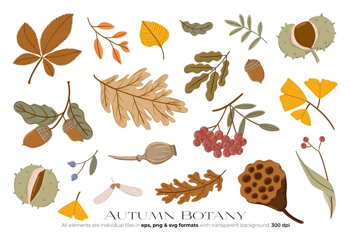 Image of autumn leaves.