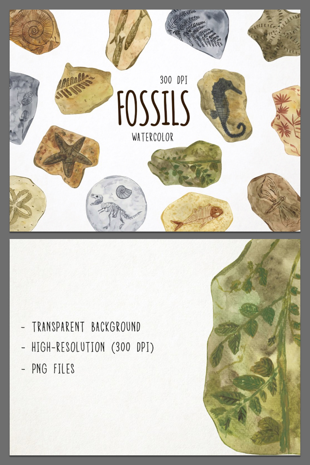 Watercolor fossils clipart of pinterest.