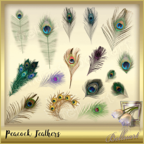 Picture of a bunch of peacock feathers.