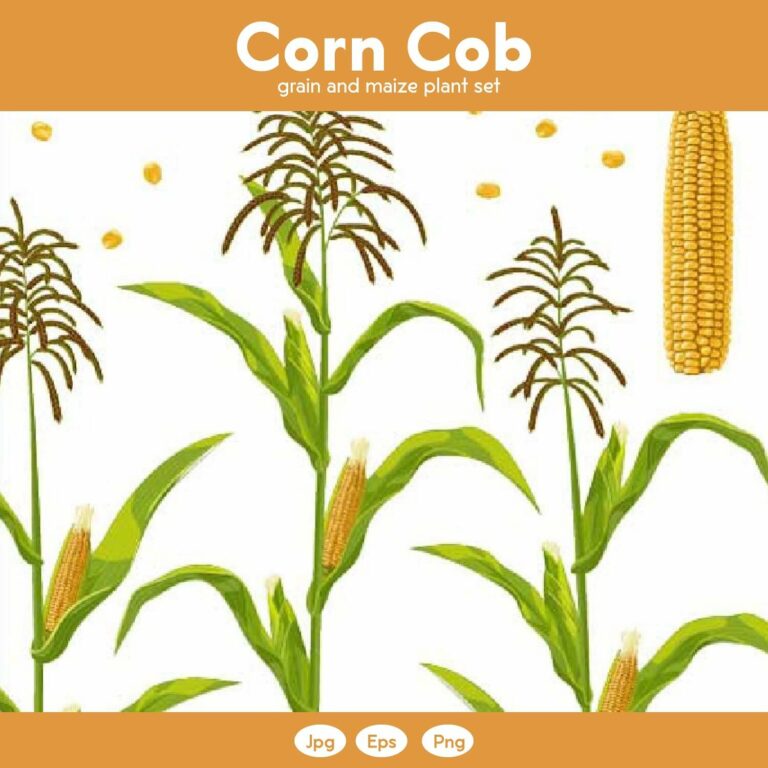Corn Cob, Grain and Maize Plant Set – MasterBundles