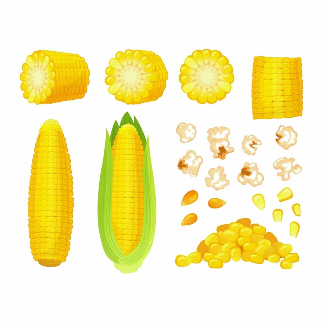 Початок кукурузы в разрезе