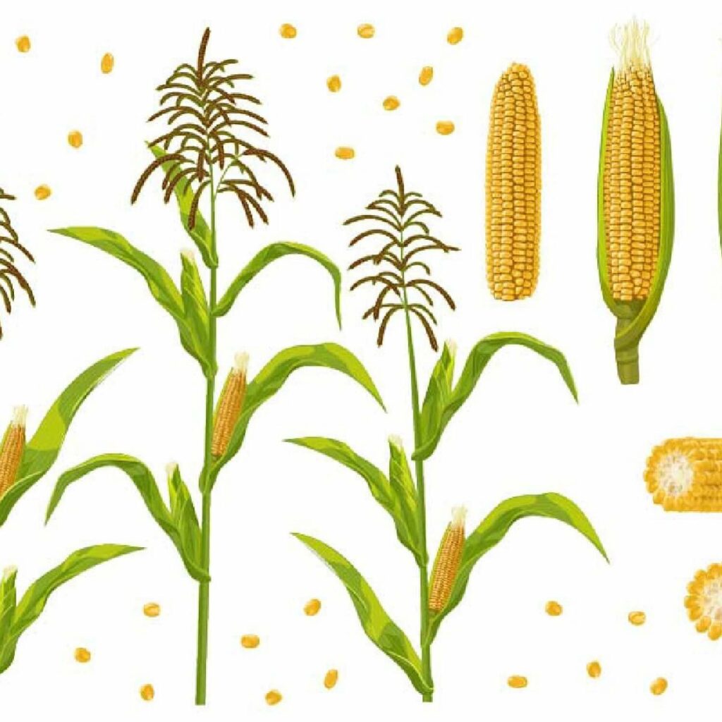 Corn Cob, Grain and Maize Plant Set – MasterBundles